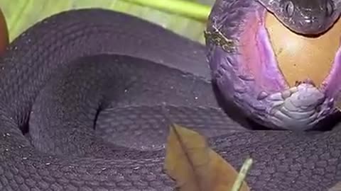 Snake swallows a large egg