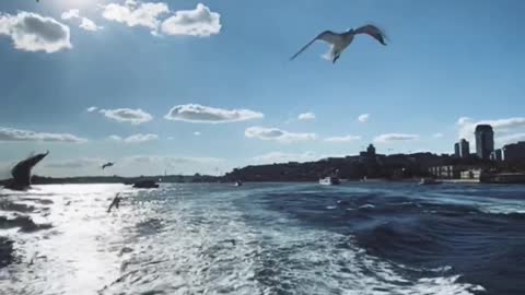 Wonderful Bird