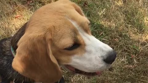 Bocce Beagle Barking