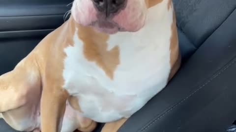 Amazing talking dog pet girl
