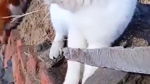 Wow Cute cat you never watch before