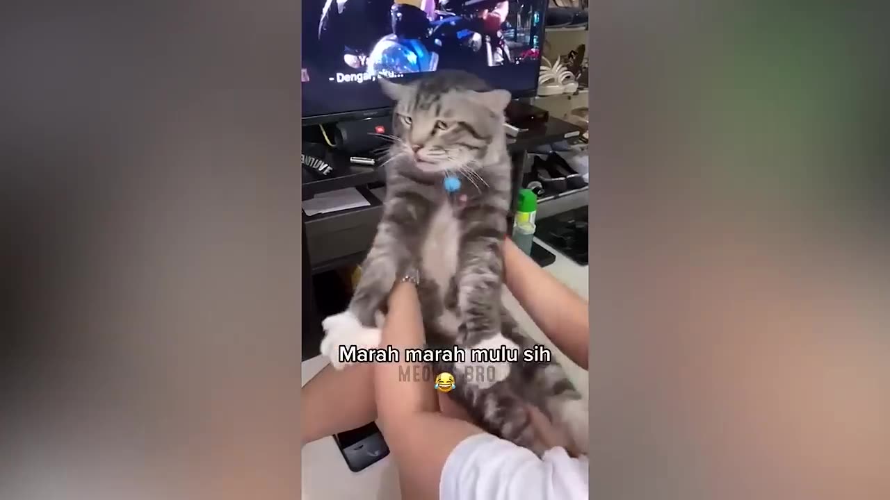 So Funny 😂 Funniest Cats and Dogs 2023