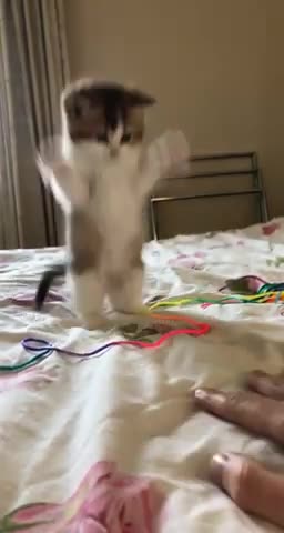 Cute standing kitty cat