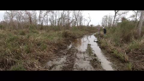 Dog Hunts Down Wild Hog