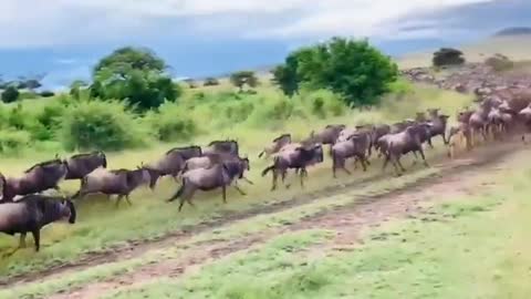 Funny Animals walking around beautiful forest watch 25 sec.