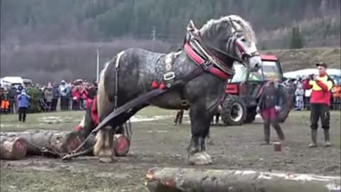 The Biggest Horse In The World - The Giant Horse