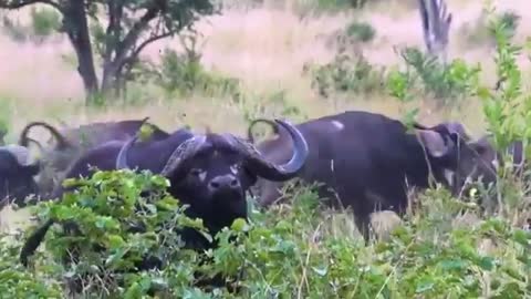 Lion kill Buffalo