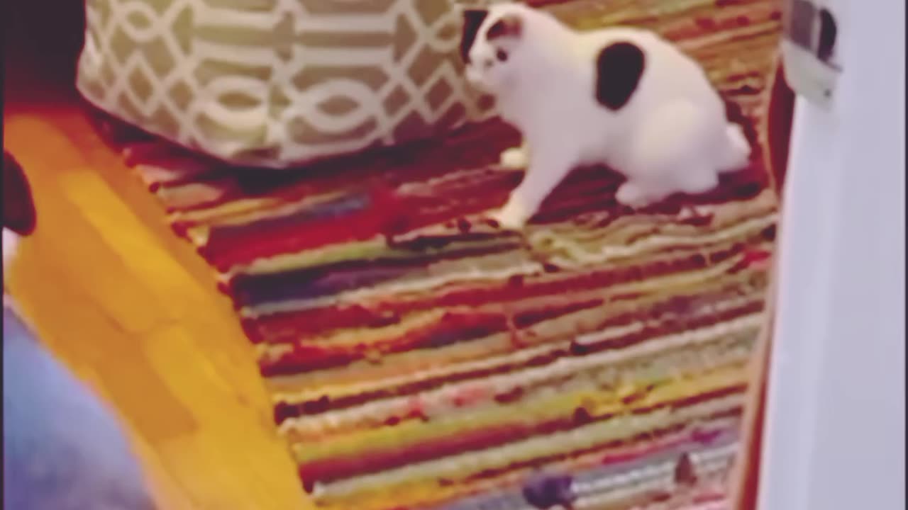 funny animals #shorts