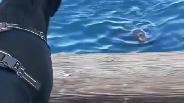 Water dog meets land dog 😹 and the exchange word