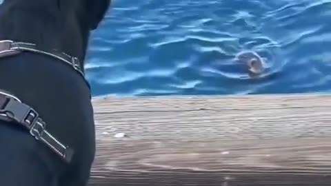Water dog meets land dog 😹 and the exchange word