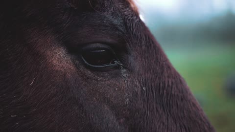 Maye 🐎 horse