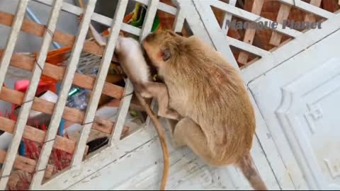 a trapped monkey child