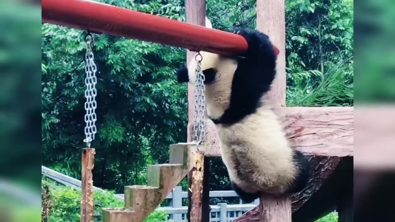 The best clips 2024 Cute Panda Video Funny Compilation(720P_HD)