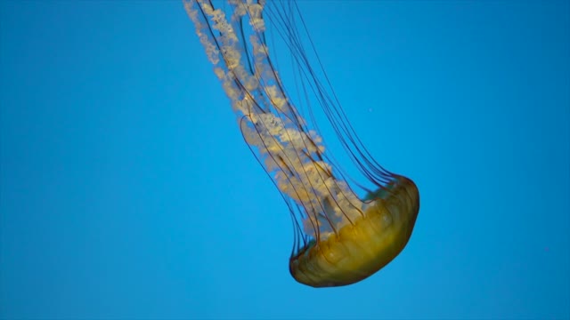 Squid: The Deep Sea Devils | Deep Sea Killers