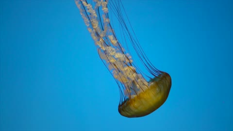Squid: The Deep Sea Devils | Deep Sea Killers