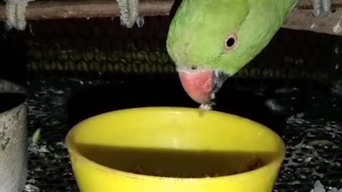 Fany parrot talking Indian