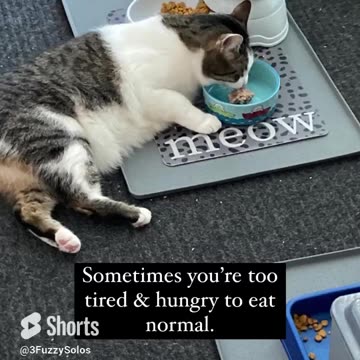 It’s tough to be a cat. Poor tired cat has to eat lying down. #TiredCat #CatShort #tToughToBeACat