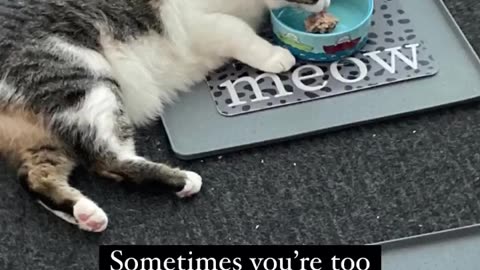It’s tough to be a cat. Poor tired cat has to eat lying down. #TiredCat #CatShort #tToughToBeACat