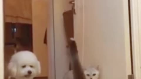 Cats Jumping but Dog Can't Funny Video