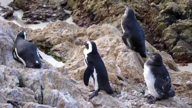 Various animal photography clips