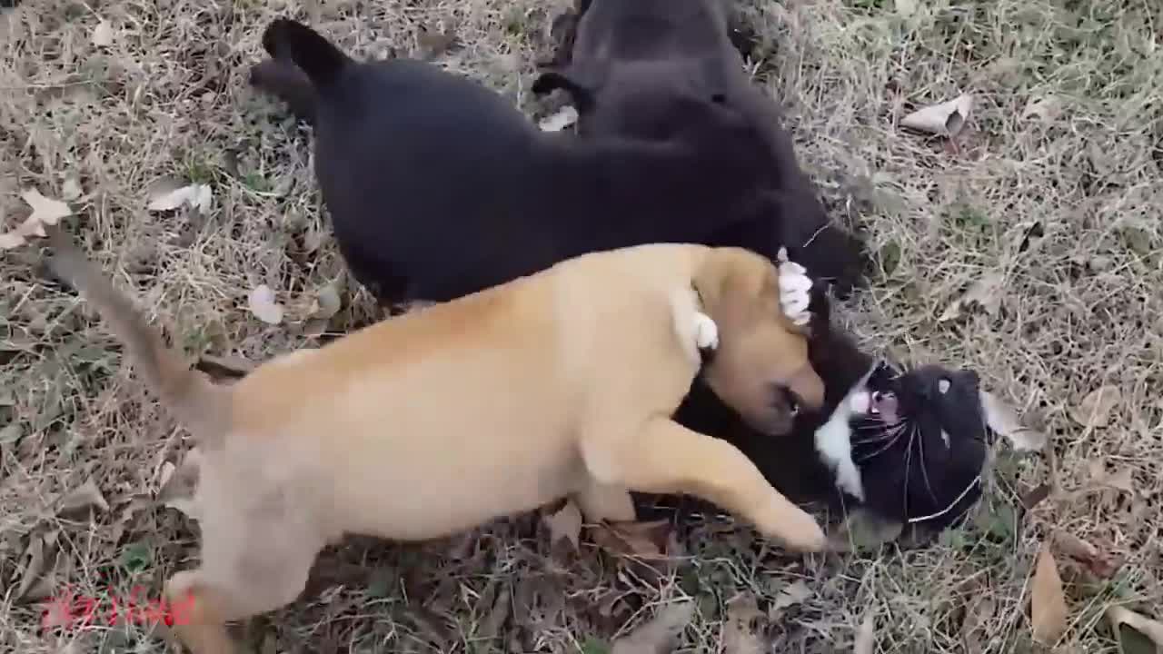 Funniest video of Cats and Dogs