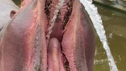 Amazing Video