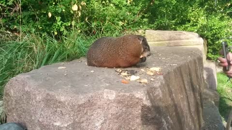 Groundhog eats near people