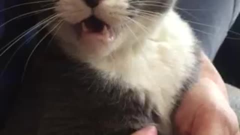 Cat whining