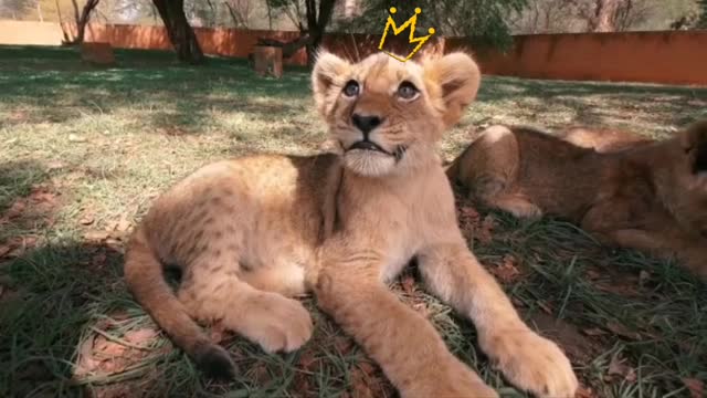 THE LION KING SAVANNAH- What wonderful experience (real wildlife)