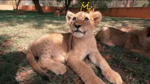 THE LION KING SAVANNAH- What wonderful experience (real wildlife)
