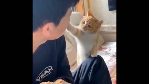 Funny cat videos 2021 🤣WTF | Try Not To Laugh 2022 | OMG Cat Funny Video