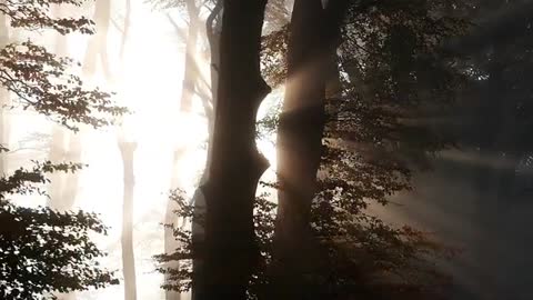 Relaxing Music | Sleeping, Meditation, Stress Relief | [1662] ⭐️