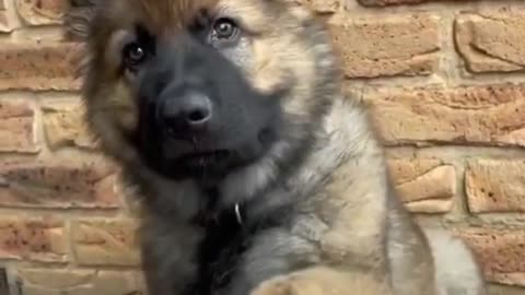 Trending dog lover pet