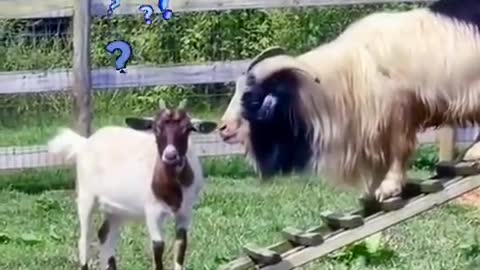 Funniest Animals - Best Of The 2021 Funny Animal Videos #41