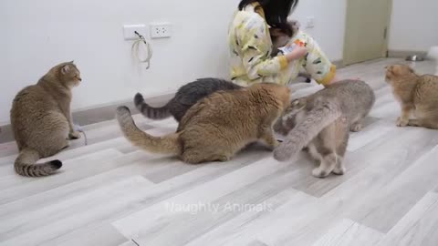Funniest animal