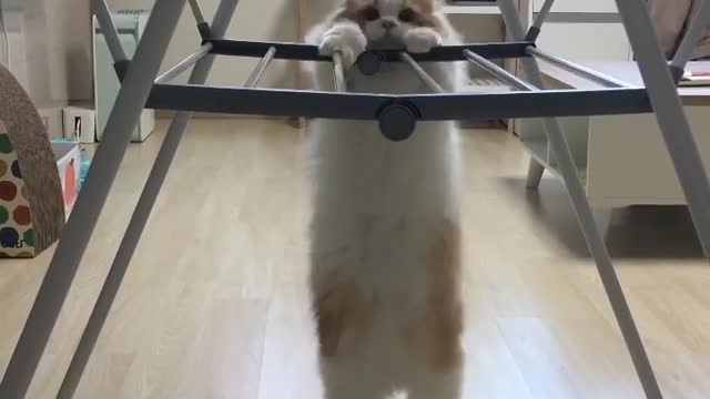 The cat needs to lose weight