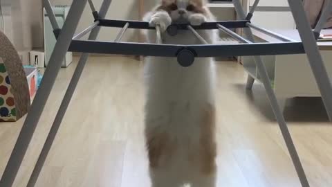 The cat needs to lose weight