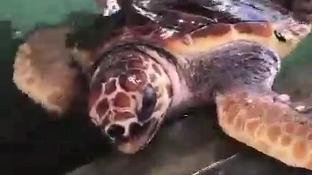 injured sea turtle