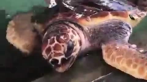 injured sea turtle