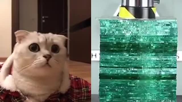scary cat reaction after ,Funny Cats, Funniest Cats, Best Funny Cat Videos Of This Week #short 7
