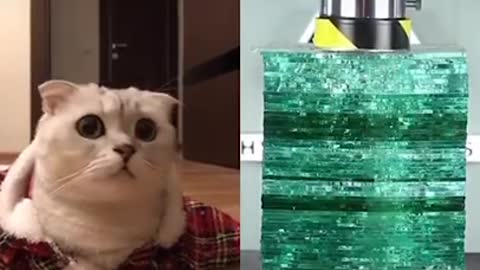 scary cat reaction after ,Funny Cats, Funniest Cats, Best Funny Cat Videos Of This Week #short 7
