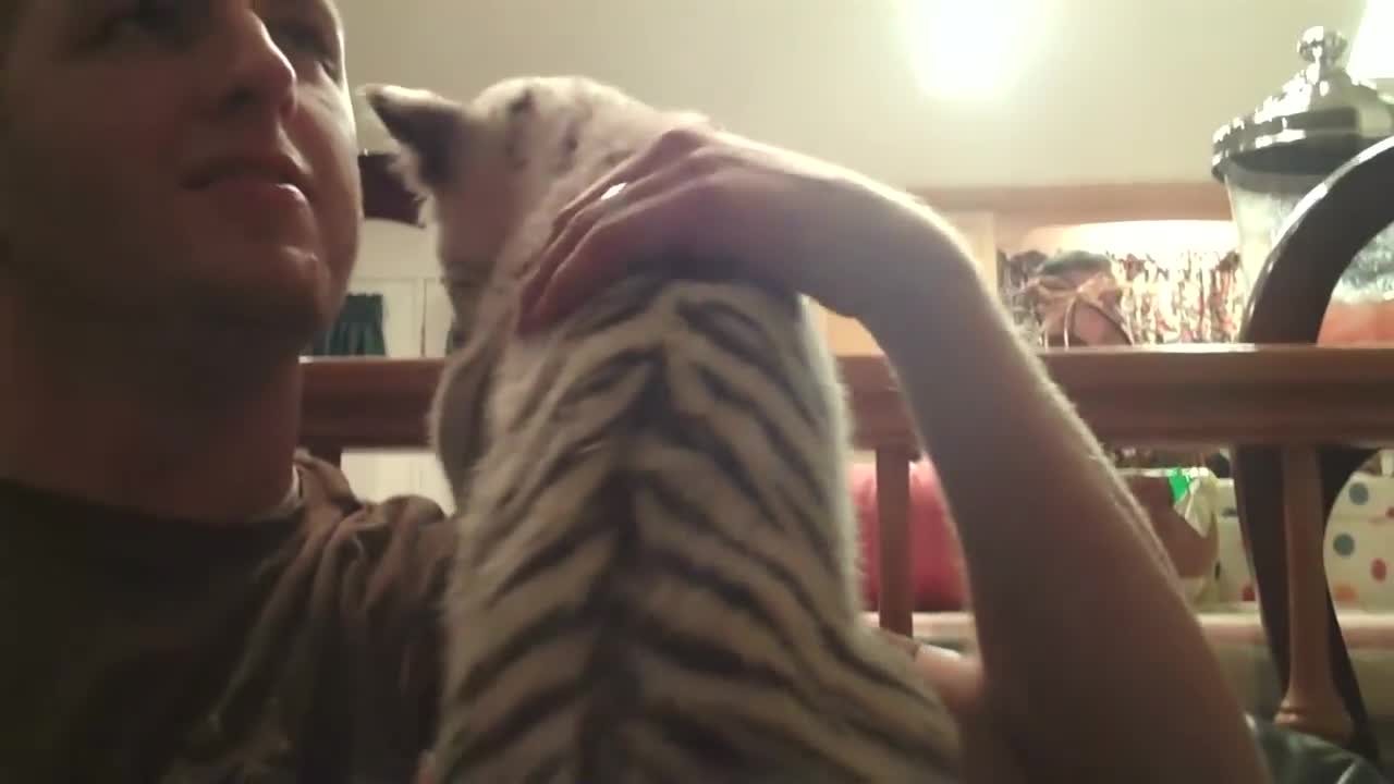 Playing with 2 Baby Siberian Tigers video