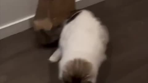 New Funny Cats and Dogs 2024 🐱🐶 🐱🐶