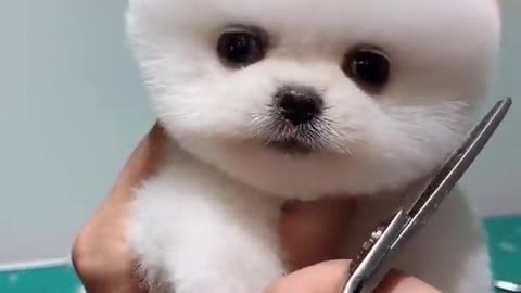 Very Cute Puppies, Mini Puppies And Lovely Puppies, Puppy Dogs