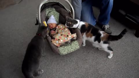 First encounter between cats and babies