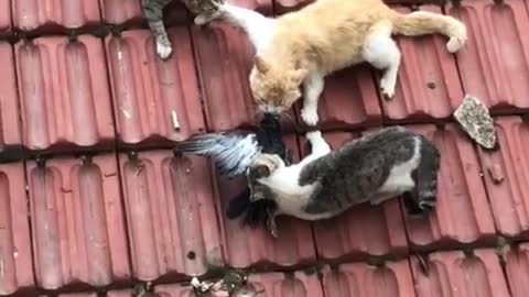 Three cats fight