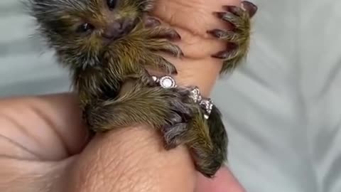 Awn..pretty finger monkey