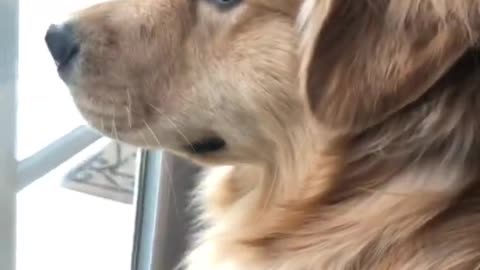 Golden Retriever barking at Squirrel