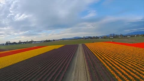 Tulip Flight, Skagit Valley, WA