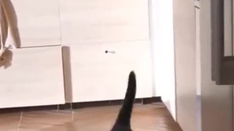 animal funny short video, dog so funny video, dog short video, short, dog